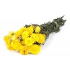 HELICHRYSUM Natural Yellow 